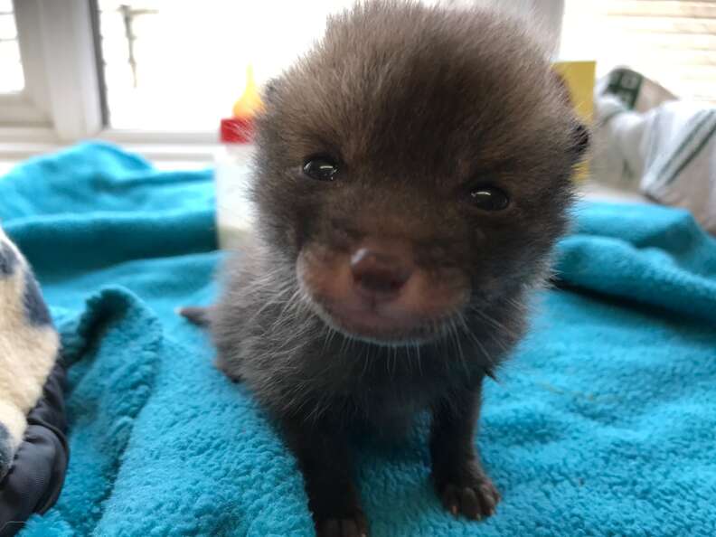 Rescued 'Kitten' Turns Out To Be A Fox - The Dodo