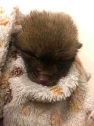 Little orphaned fox cub at a wildlife rescue