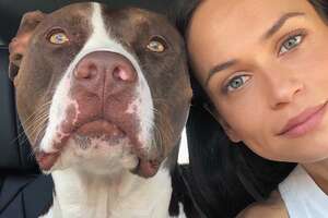 Rescue Pittie Makes His Mom Feel Safe