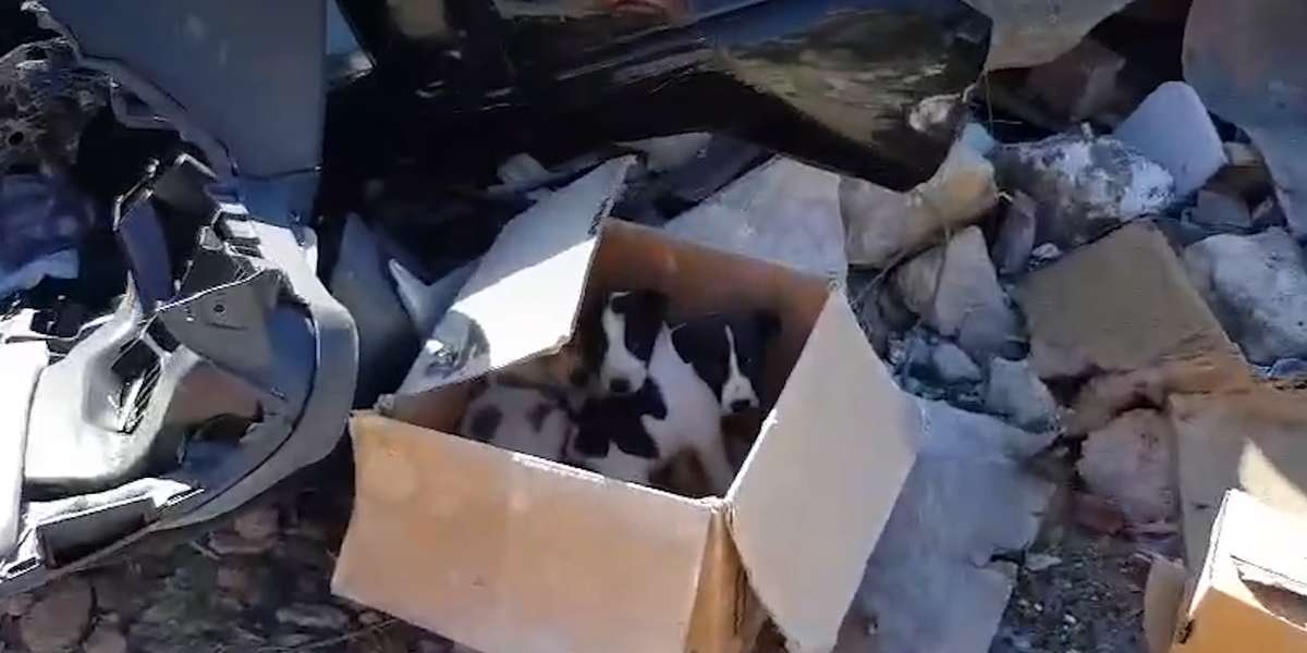 Guy Finds Three Puppies Abandoned In A Box - Videos - The Dodo