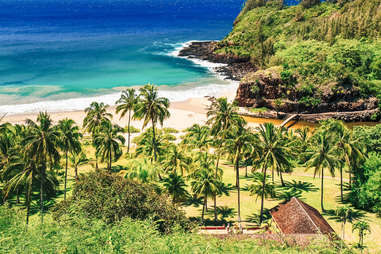 palm trees and the ocean
