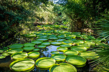 lily pads in a pond