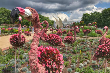 flamingos made of plants in a garden