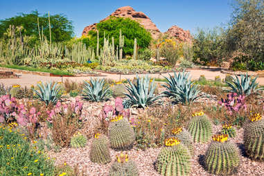various cacti in a garden