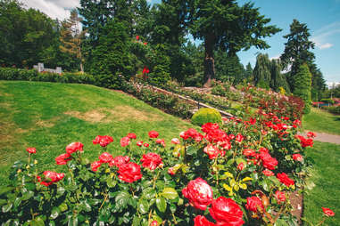 a row of roses on a hill