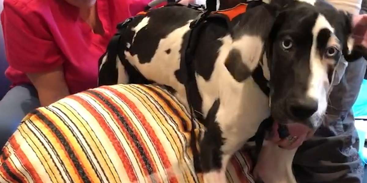 Dog Who Lost Her Ability To Walk Makes Miraculous Recovery - Videos ...
