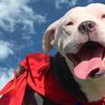 This Pit Bull Is Pure Magic