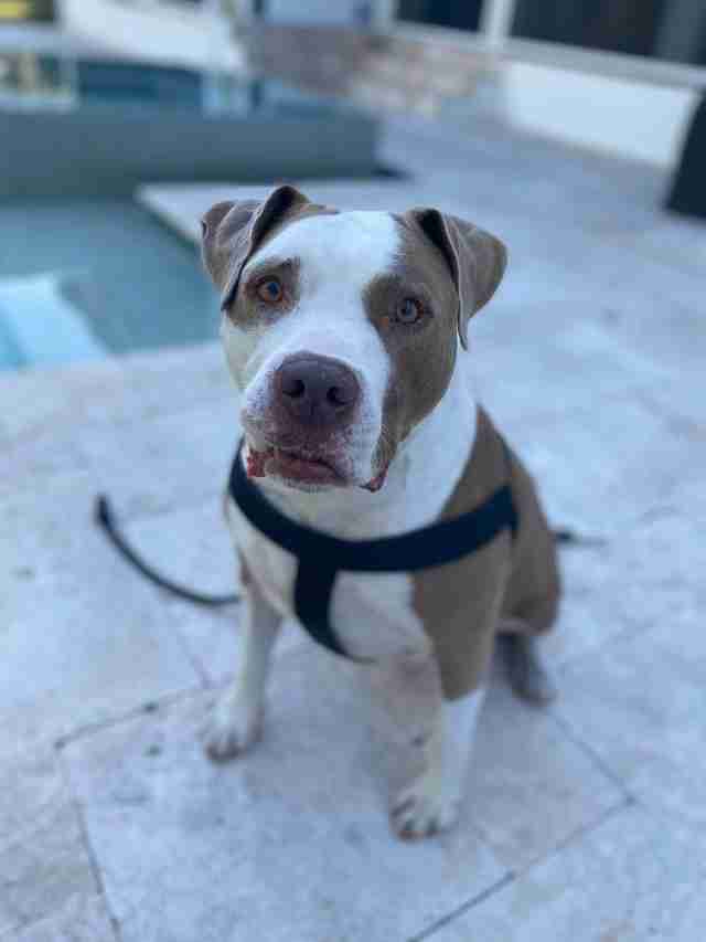 Lincoln the abandoned pit bull