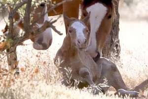 Wild Baby Horse Takes Her Very First Steps