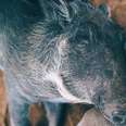 Baby Warthog Wants To Do Whatever Her Dog Brother Is Doing