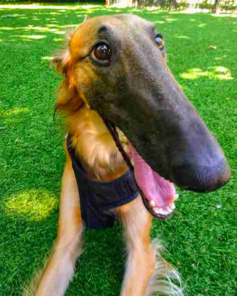 Dog With Super Long Nose Is A Master Pickpocket - The Dodo