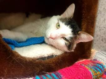 Shelter Needs Help Knitting Cat Blankets The Dodo