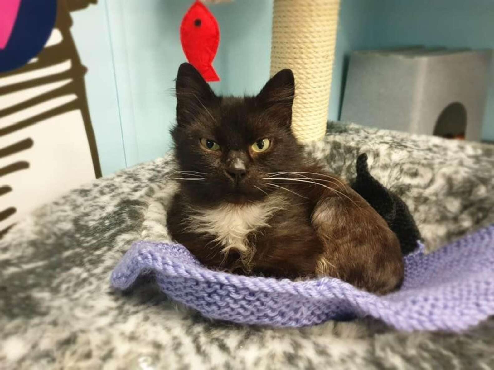 Shelter Needs Help Knitting Cat Blankets The Dodo