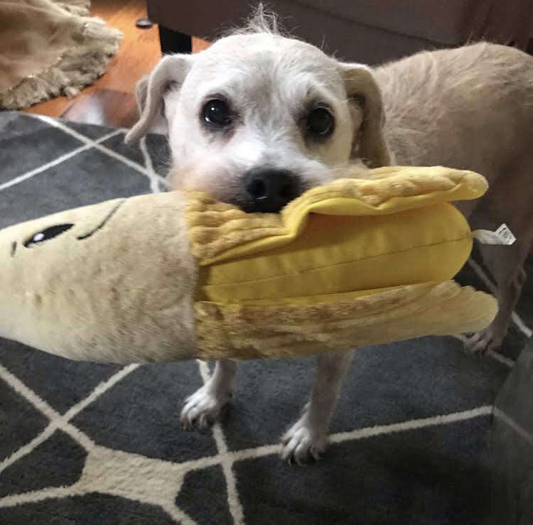 Tessa the senior dog loves her banana