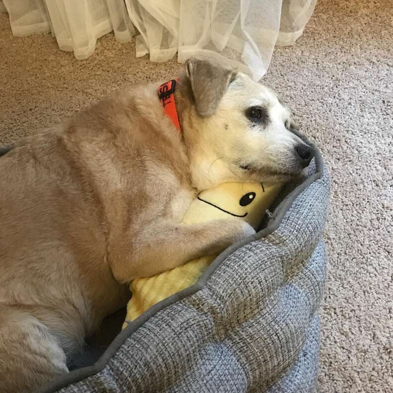 Dog loves her banana toy