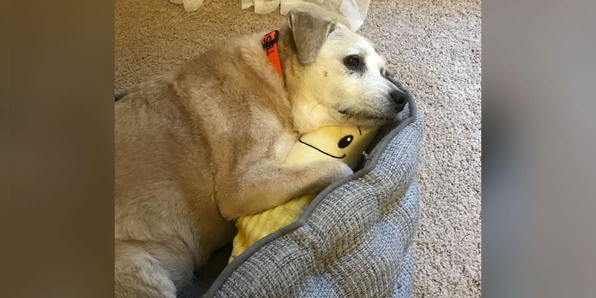 20YearOld Dog Won't Sleep Without Her Stuffed Banana The Dodo