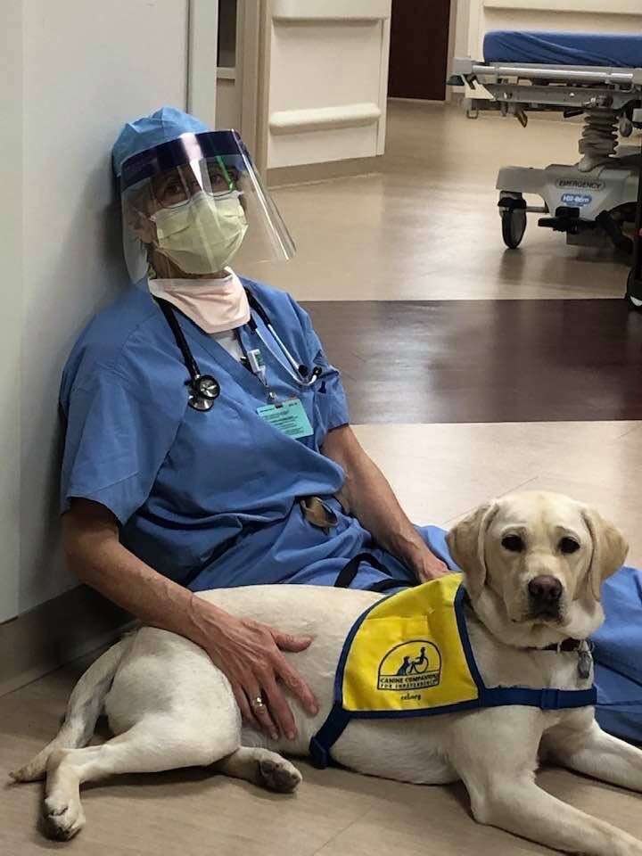 hospital dog