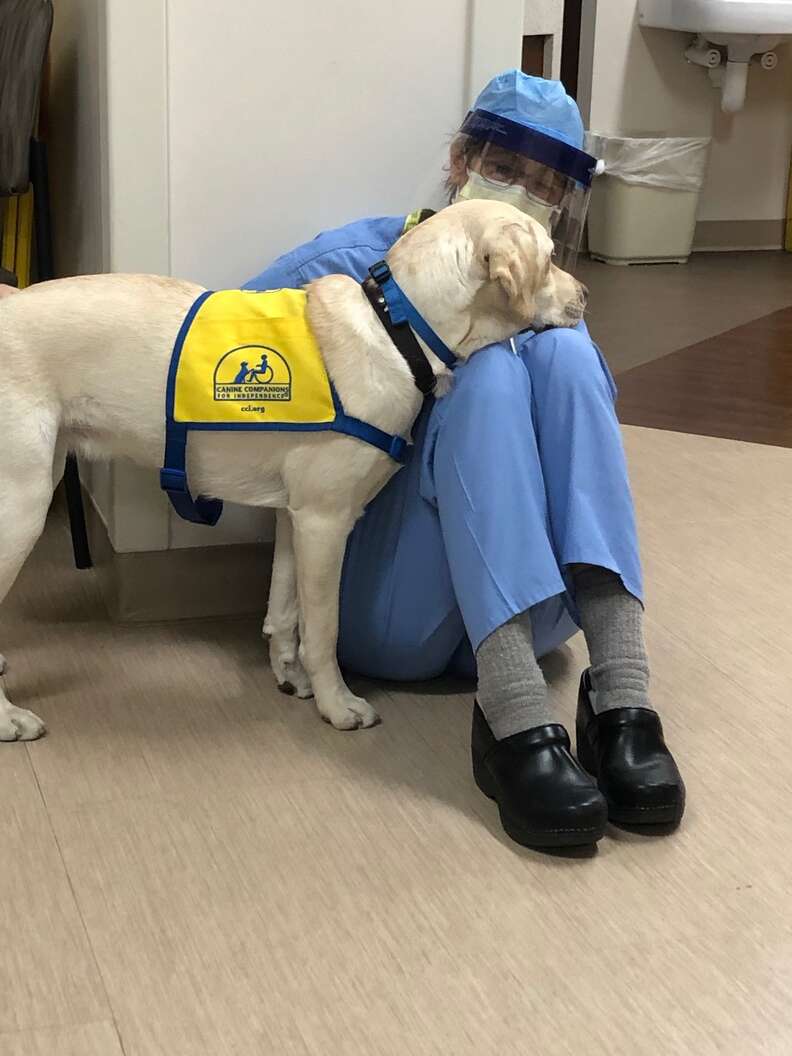 hospital dog