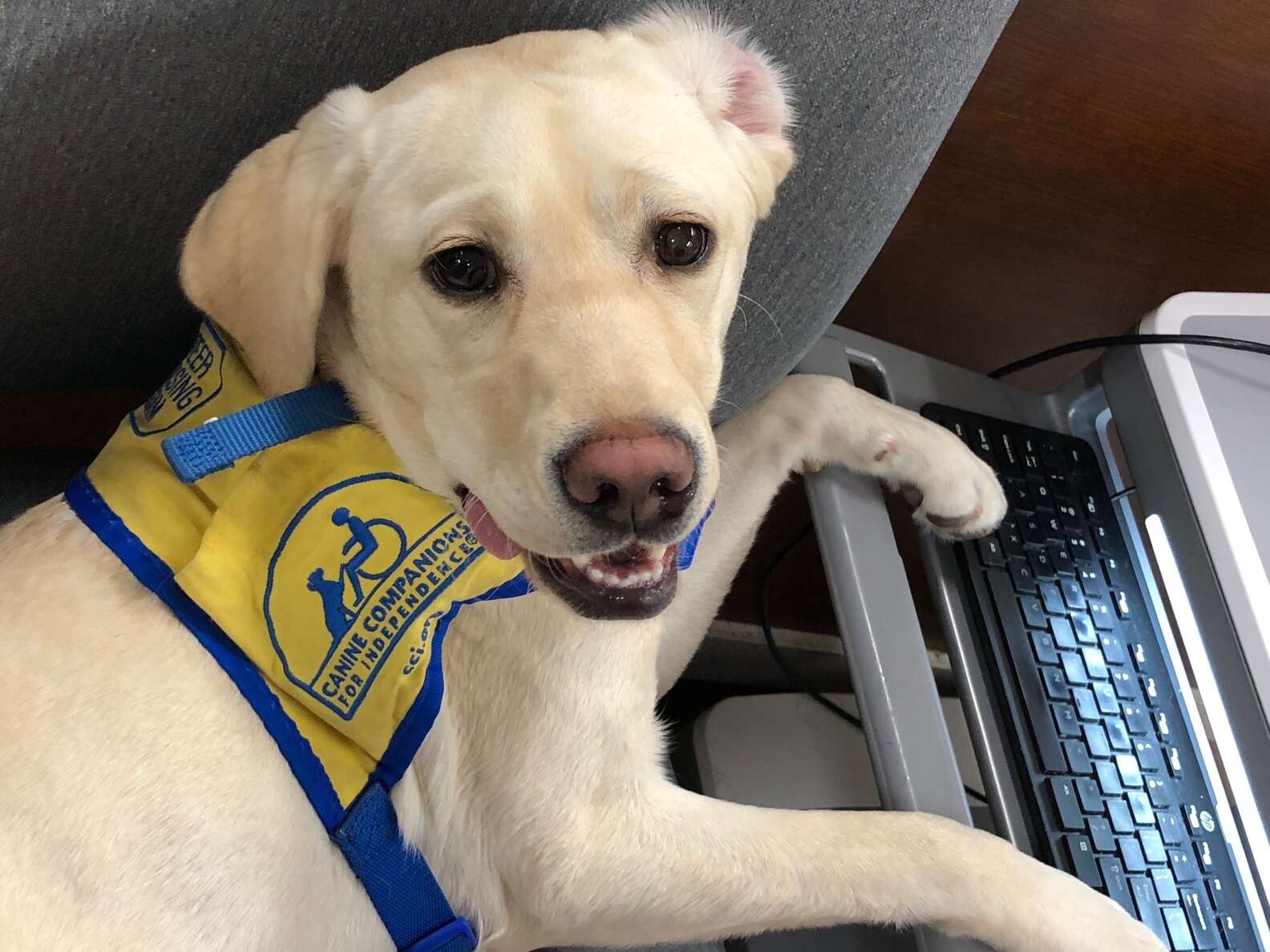 Dog Comforts Hospital Staff During Difficult Time - The Dodo