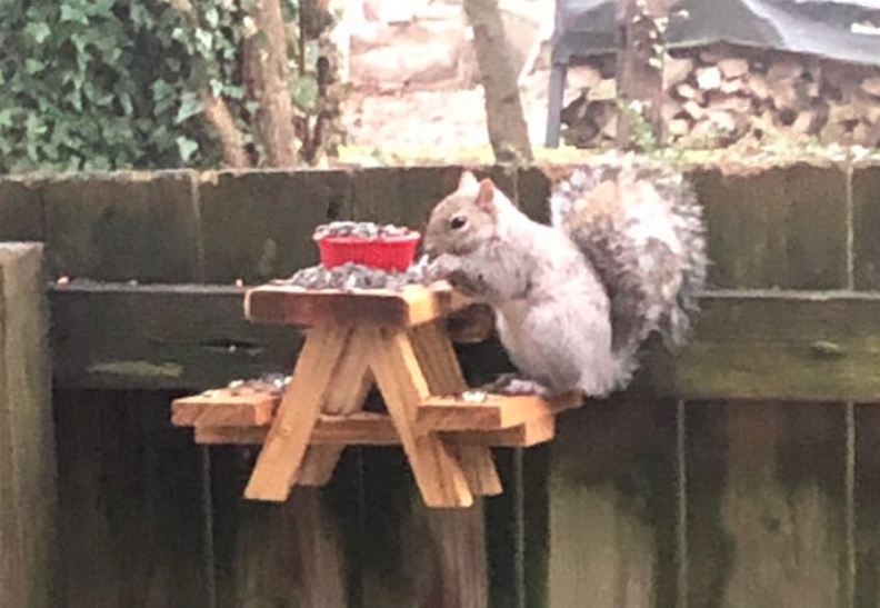 Guy Builds An Adorably Tiny Picnic Table For Squirrels In His Yard - The  Dodo