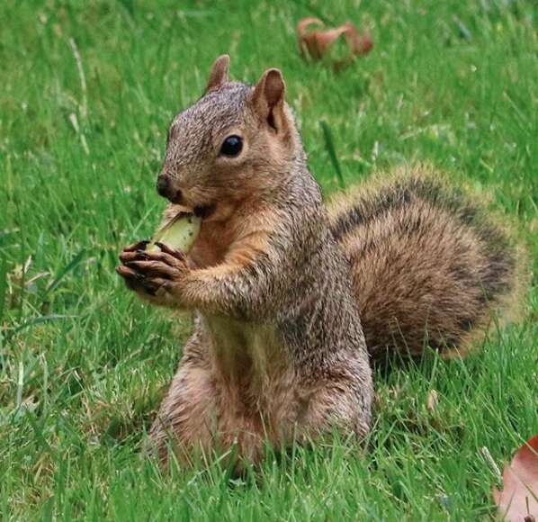 Guy Builds An Adorably Tiny Picnic Table For Squirrels In His Yard ...