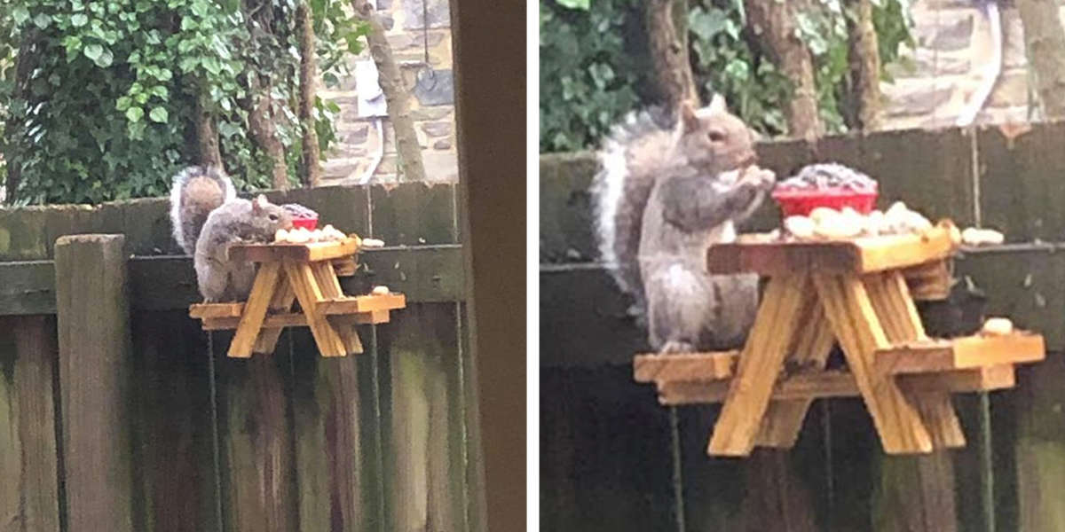 squirrel play wooden tabletop kitchen