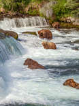 brown bears