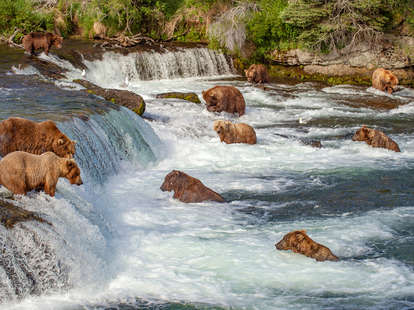 brown bears
