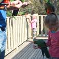 Little Girls Have Magical Moment With Wild Parrots