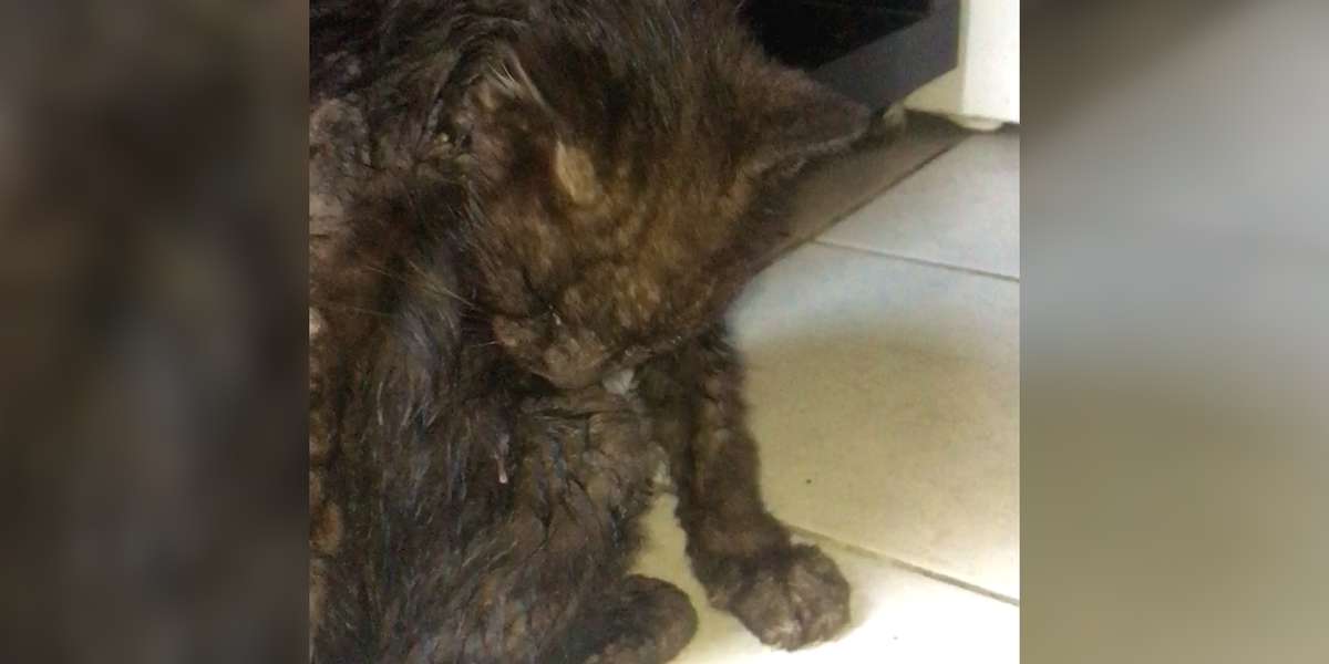 Woman Stops Car To Save This Tiny Kitten - Videos - The Dodo