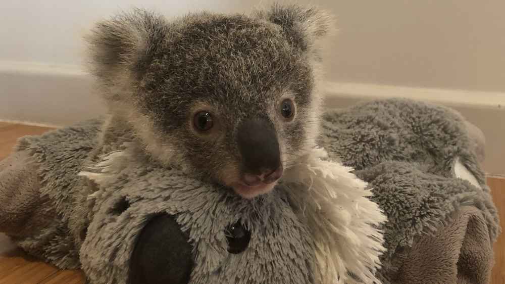 Tiny Baby Koala Doesn't Even Look Real - Videos - The Dodo