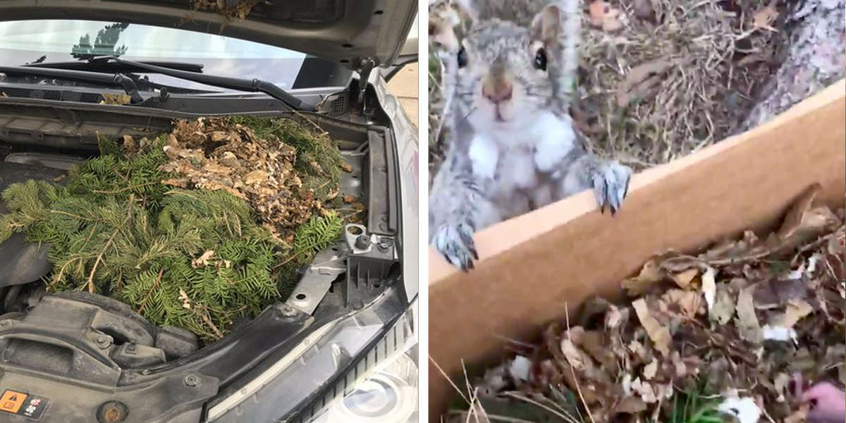 Woman Finds A Squirrel Nest In A Car And Reunites The Family - The Dodo