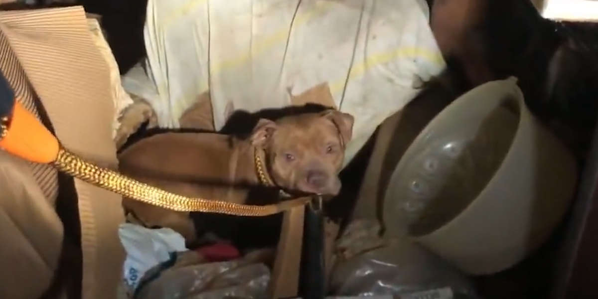 Mama Dog And Her Babies Rescued From Freezing Abandoned House - Videos ...