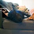 Dog And Pig BFFs Live For Their Playdates