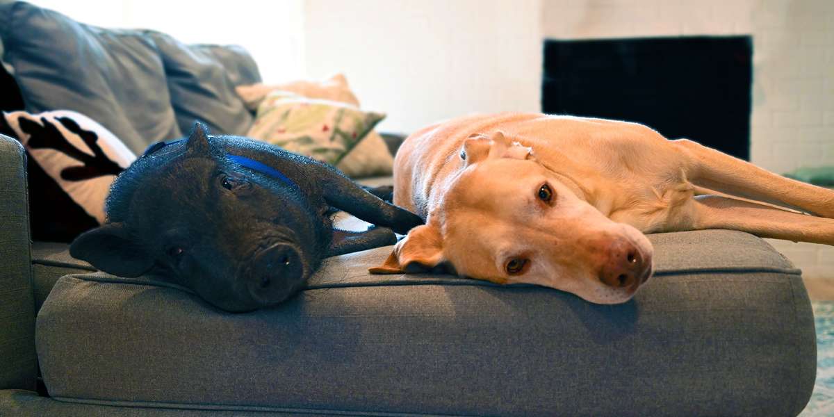 Мини Пиги собака. Собака и свинья друзья. Собака как свинья. Пес и поросенок дружат.