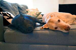 Dog And Pig BFFs Live For Their Playdates