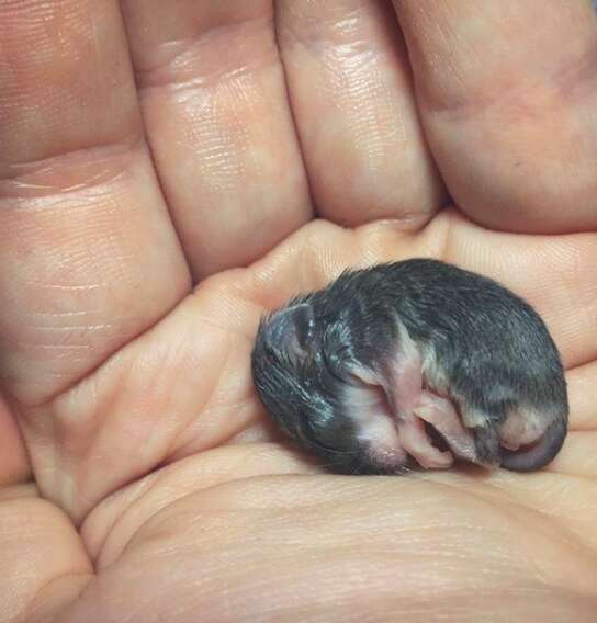 Woman cares for a wild baby mouse