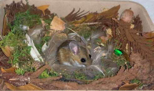 A rescued white-footed deer mouse builds a nest