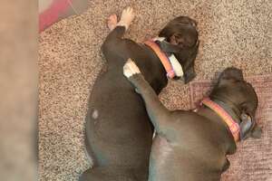 Blind Pitties Won't Leave Each Other's Sides