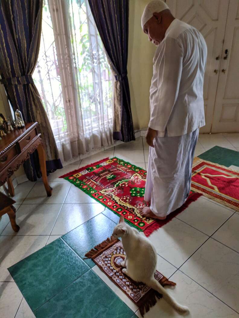 cat prays with family