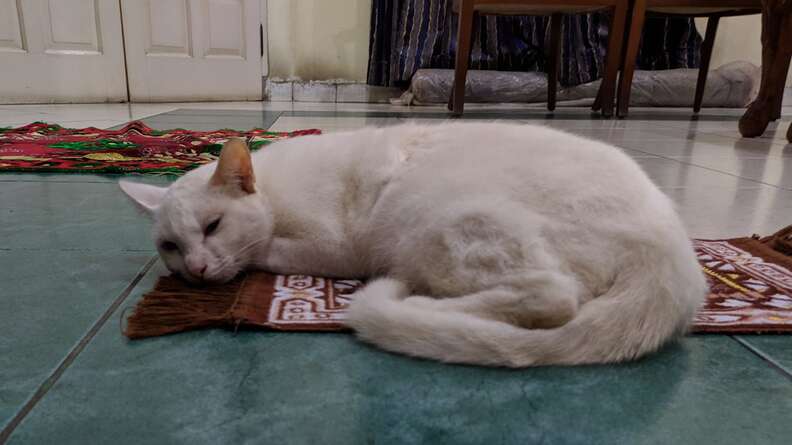 cat prays with family