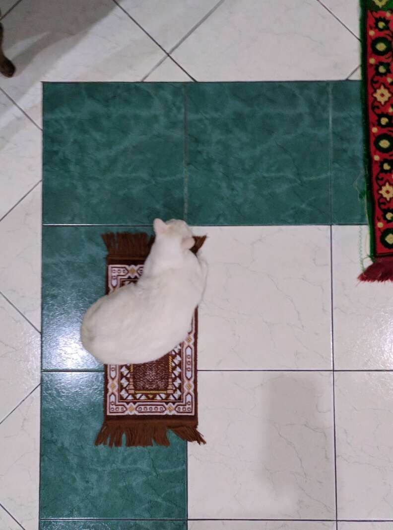 cat prays with family
