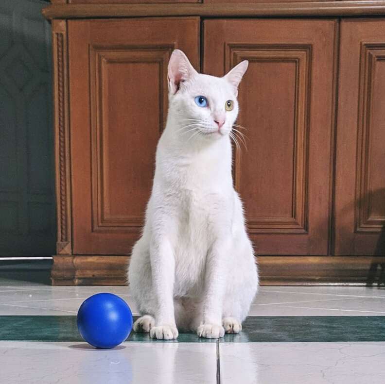 cat prays with family