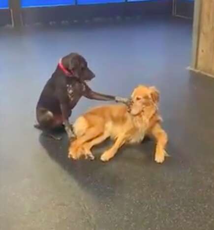 Dog pets dogs at doggy daycare