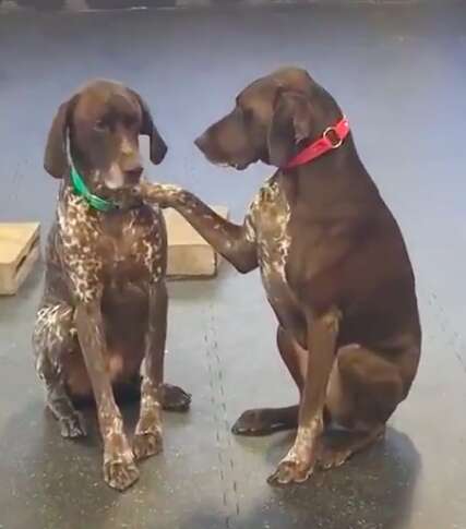 Ruby pets other dogs at daycare