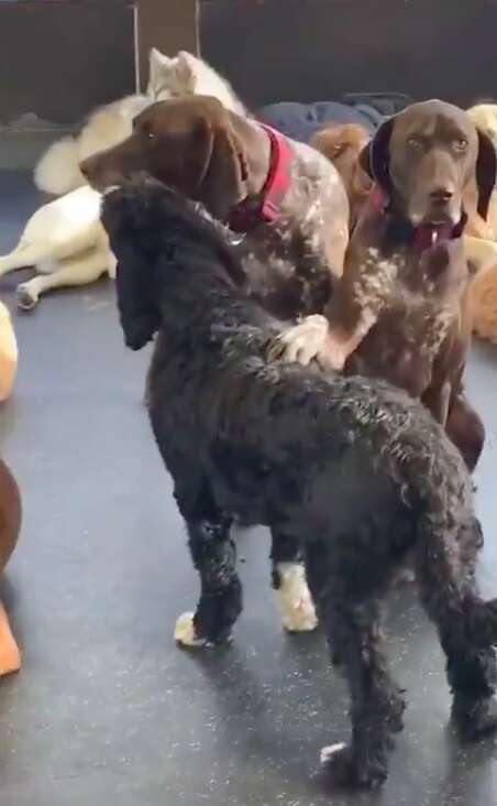 Dog shows her love with pets