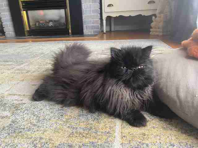 cat stands on scratching post