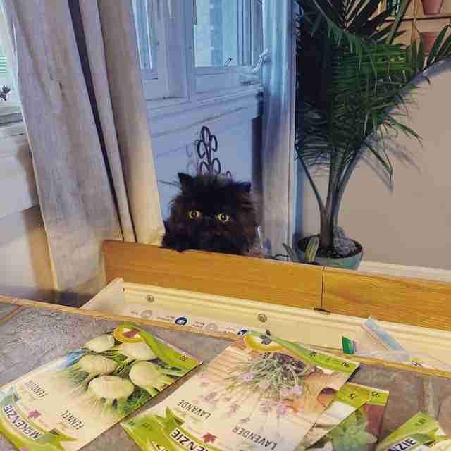 cat stands on scratching post