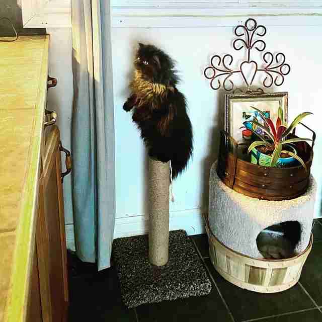 cat stands on scratching post