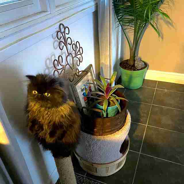 cat stands on scratching post